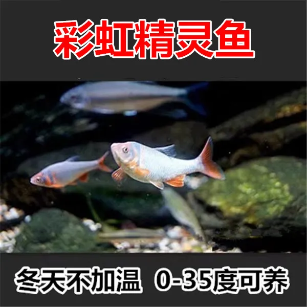 彩虹精灵鱼 卢伦真 原生鱼 冷水鱼 耐寒无需加热淡水鱼观赏鱼