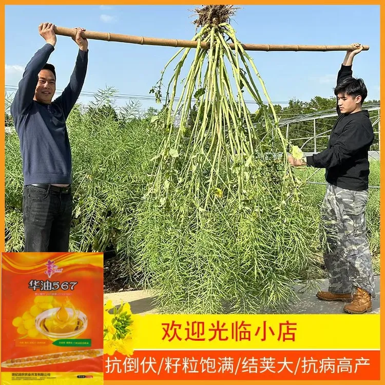 华油567油菜种子黄籽强分支抗病抗倒伏优质高油率高产耐寒油菜籽