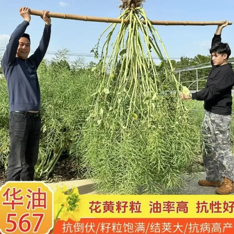 华油567优质油菜种早熟高产花黄籽强分支抗病抗倒好品种双抗双低