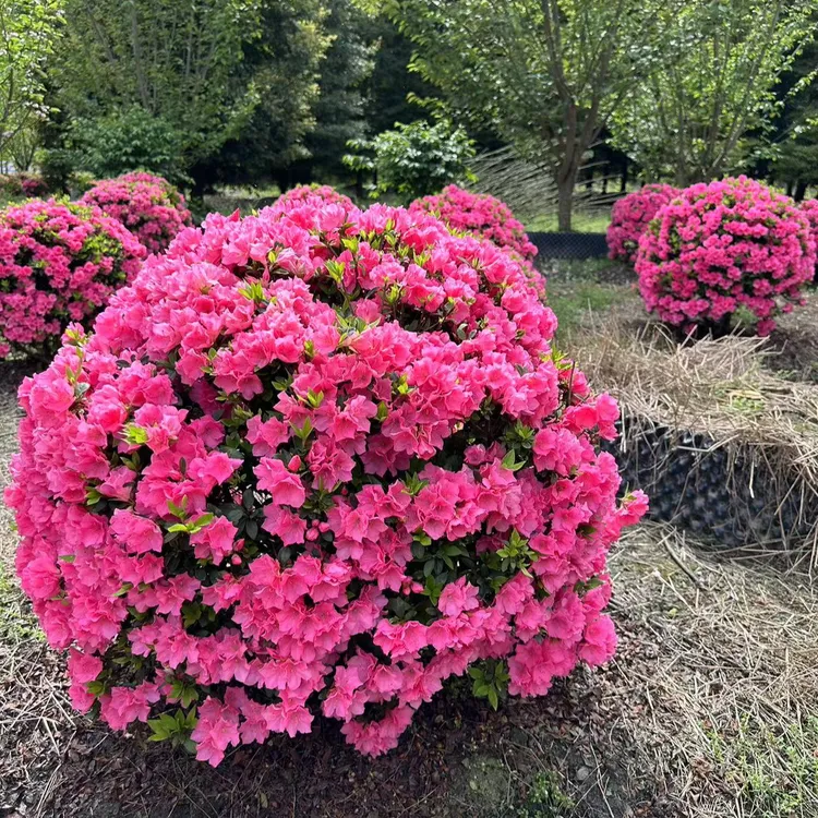 一物一拍   精品杜鹃花
