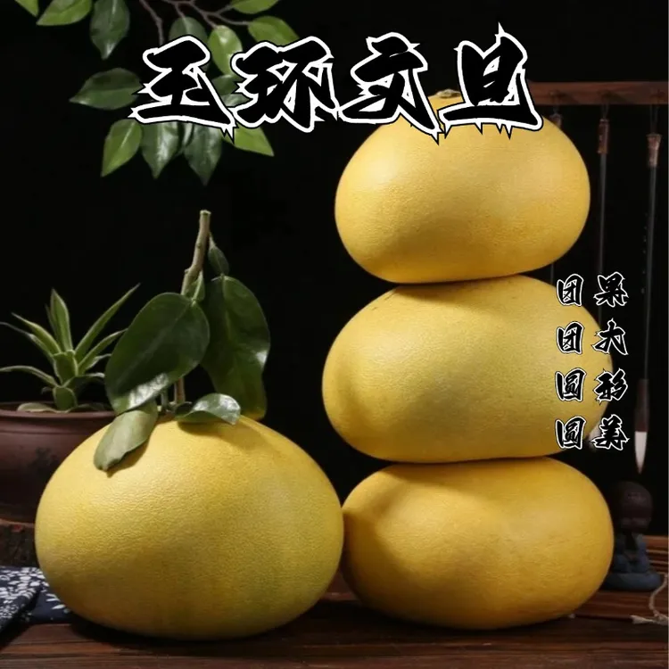 【文旦柚】浙江玉环文旦浙江高山种植特产当季新鲜水果产地直发