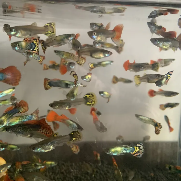 清仓活体观赏鱼小型热带鱼孔雀鱼白金红尾七彩蕾丝花老虎三个品种