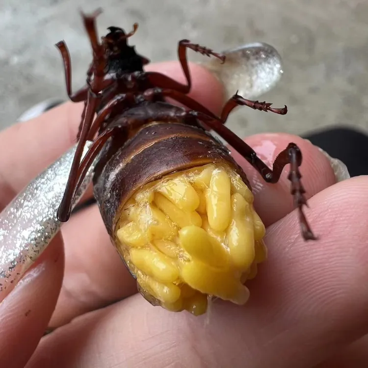 2025年新货山东母山水牛满籽无空速冻发货小牛犊