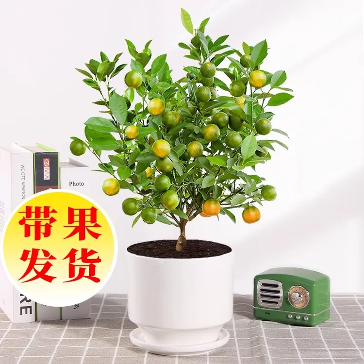 四季金桔树苗盆栽带果室内客厅招财植物室外耐寒花卉绿植橘子盆景