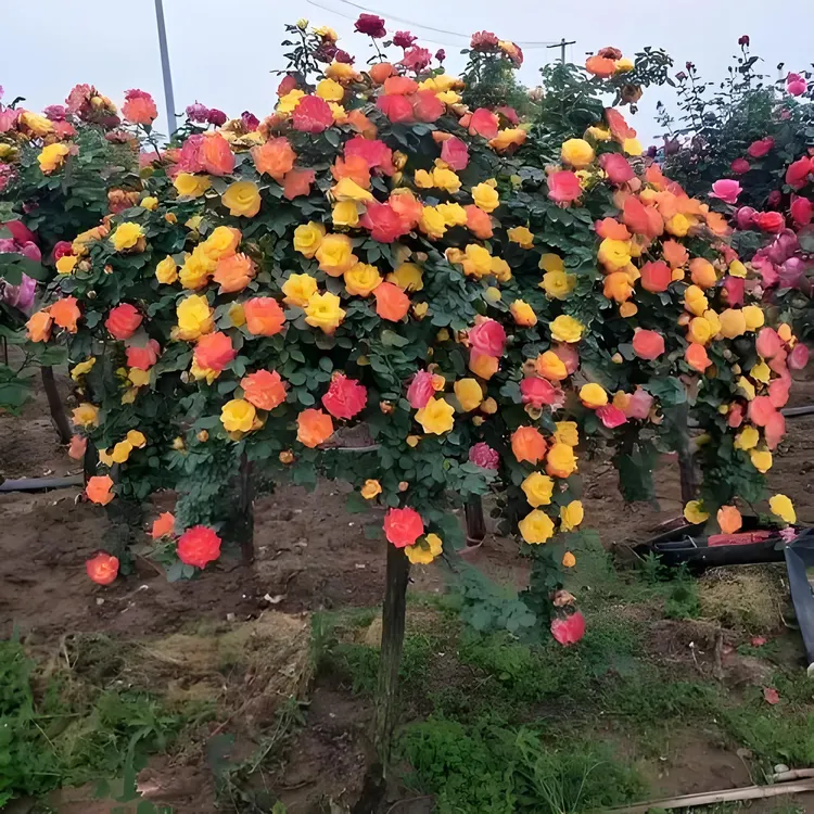 树桩月季藤彩虹变色龙多季节开花开花机器