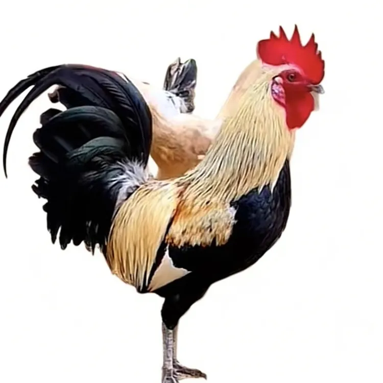 邙山虫草鸡（生态散养吃起来更健康）