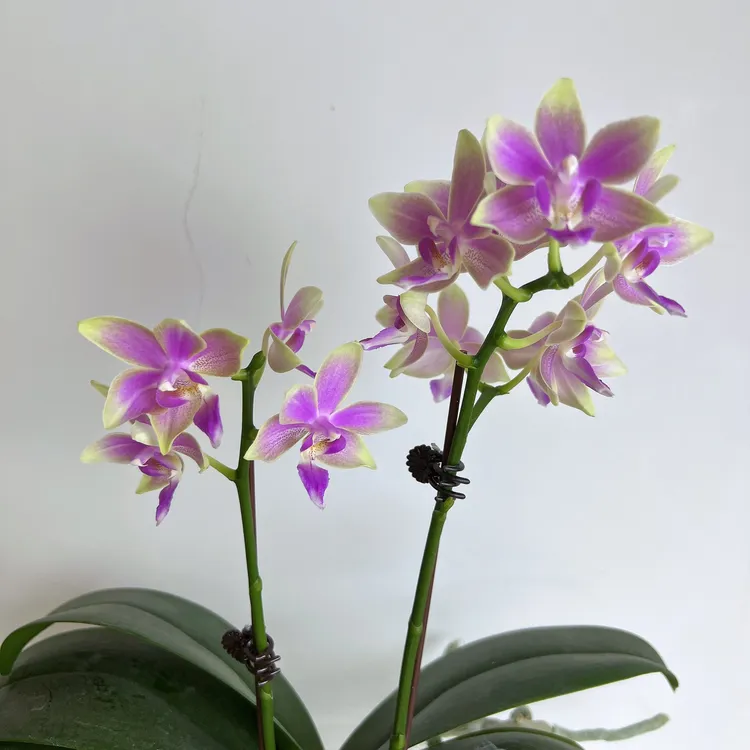 【微瑕】2.8寸金树 双花剑带花苞