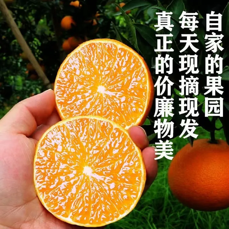 四川爱媛果冻橙【保温袋发货】现摘速发