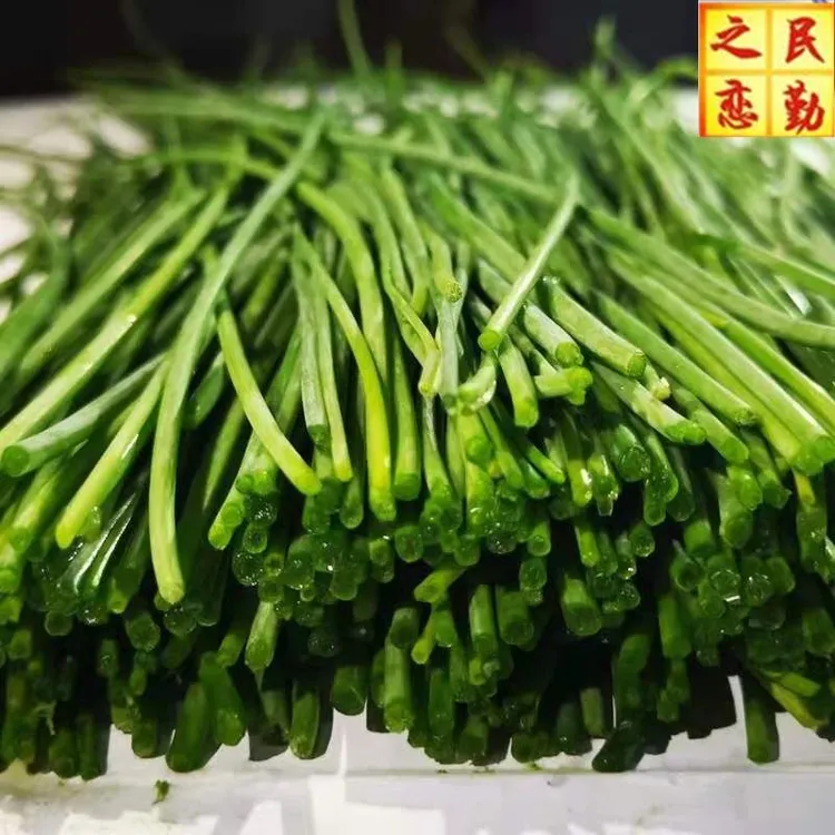 【顺丰包邮】甘肃民勤新鲜野菜沙葱现摘现发冰袋保鲜净重5/斤一整箱
