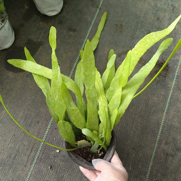 小叶昙花  20厘米高左右