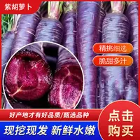 甘肃紫色花青素水果胡萝卜紫美人新鲜蔬菜批发包邮紫萝卜