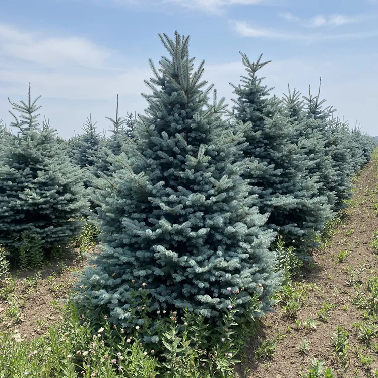 美国科罗拉多蓝衫美国圣诞树 庭院耐寒景观树花园绿植彩叶树