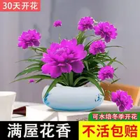 四季开花月光兰室内外盆栽绿植耐旱花卉大全耐旱四季开花水土养