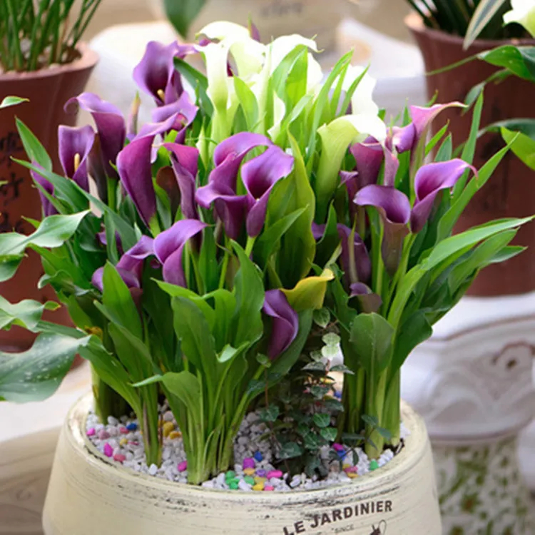 进口彩色马蹄莲种球带芽大球四季盆底阳台盆栽苗易活种子球根花卉