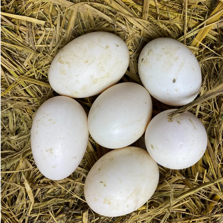 新鲜食用高品质正宗连城白鸭蛋鲜鸭蛋农家土鸭蛋10枚装600g±50g