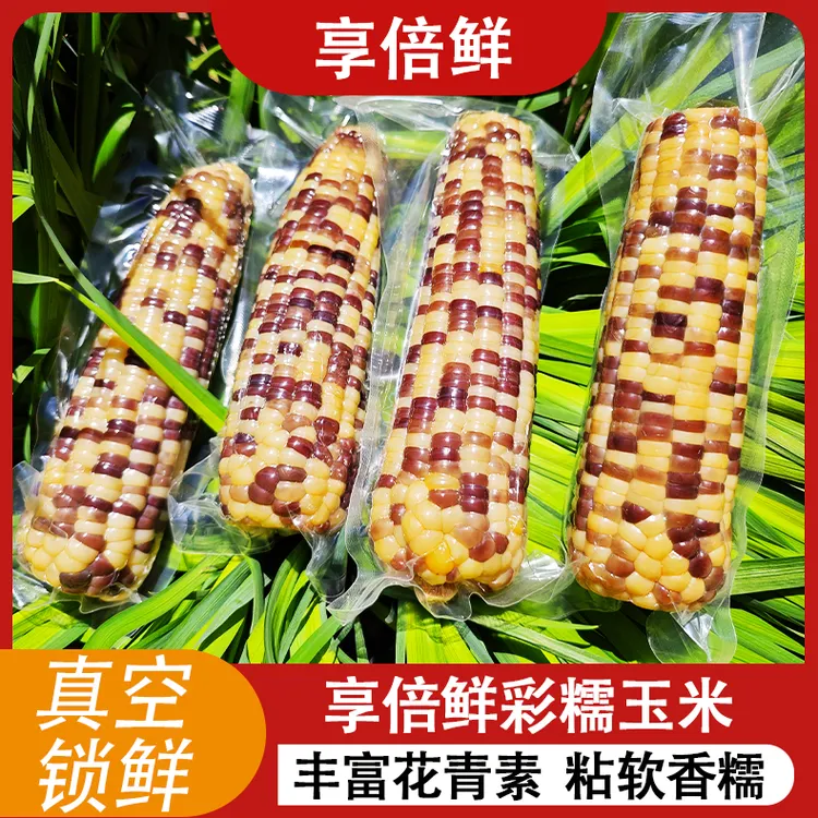 大彩糯玉米12根净重3600克富含花青素东北黑龙江直发大果280-320g