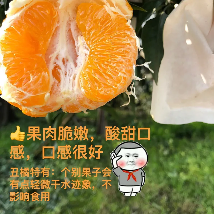 四川丑橘不知火5斤8斤，包邮现摘现发