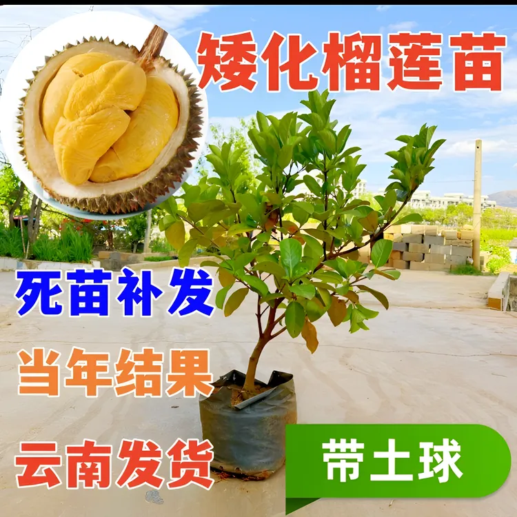 云南盆栽榴莲树苗南方北方种植地栽果树苗抗寒耐冻榴莲苗带球