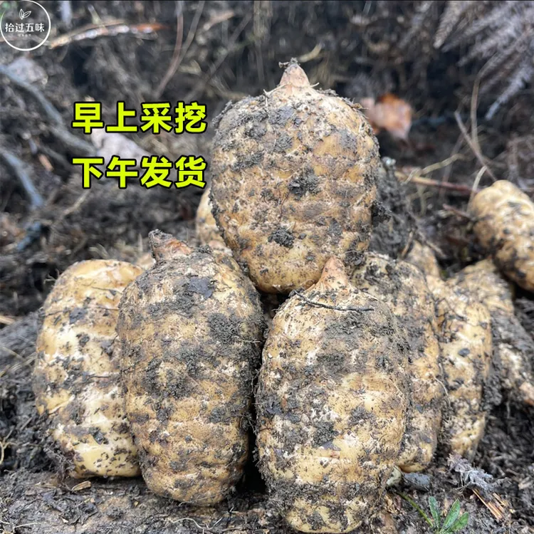 【直播】正宗昭通新鲜天麻云南小草坝乌天麻产地直发林下仿野生天麻