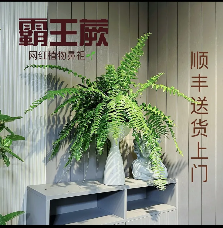霸王蕨波士顿大盆长叶垂吊肾蕨客厅室内盆栽雨林绿植蕨类天花板