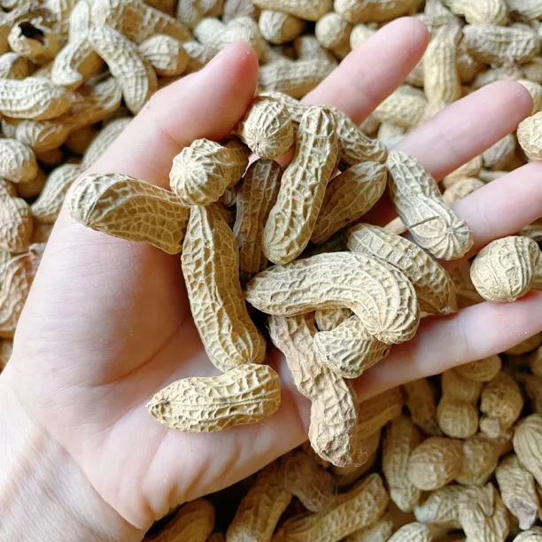 25年都昌花生麻壳花生新鲜花生一斤