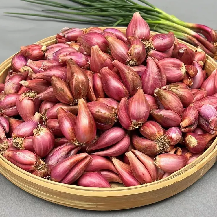 【可种可食】红葱头干葱头火葱正宗新鲜小香葱熬葱油特香可种植包邮