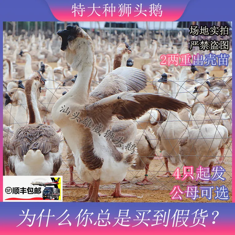 6只正宗特大种狮头鹅出壳苗 肉质鲜美