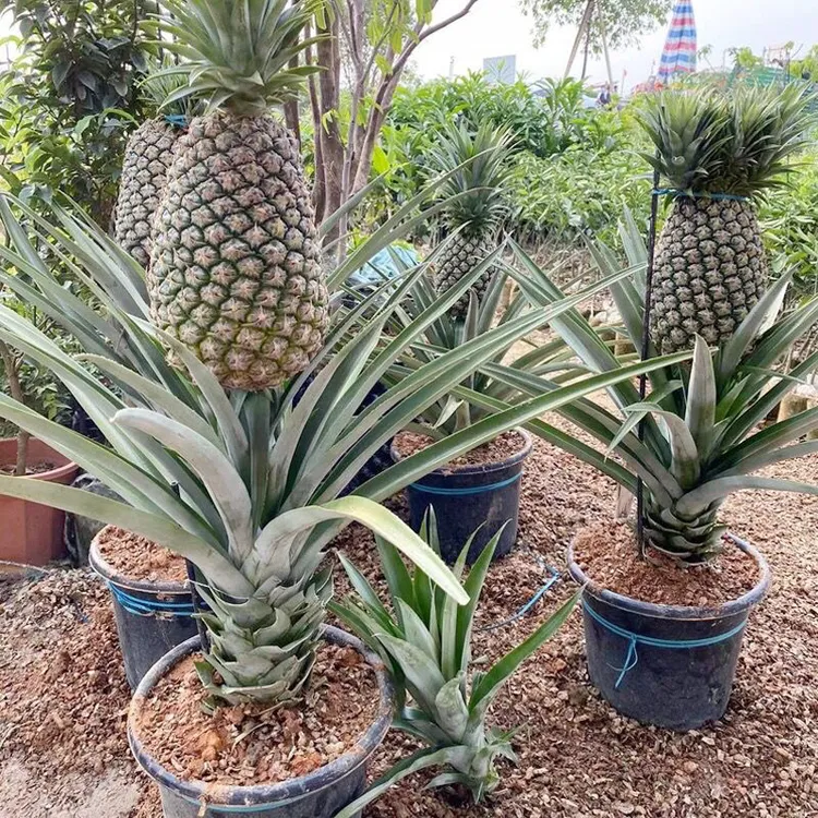 22号西瓜凤梨17号金钻凤梨苗芒果凤梨苗当年有惊喜盆栽地栽裸根