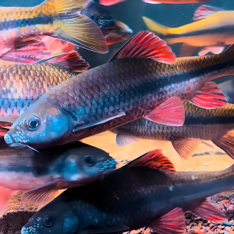 溪石斑鱼红腹溪石斑原生鱼冷水鱼