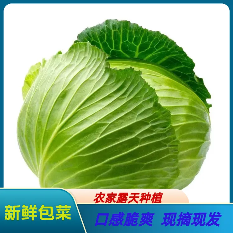 湖北新鲜包菜甘蓝卷心菜脆嫩爽口农家应季蔬菜包菜手撕包菜包心菜