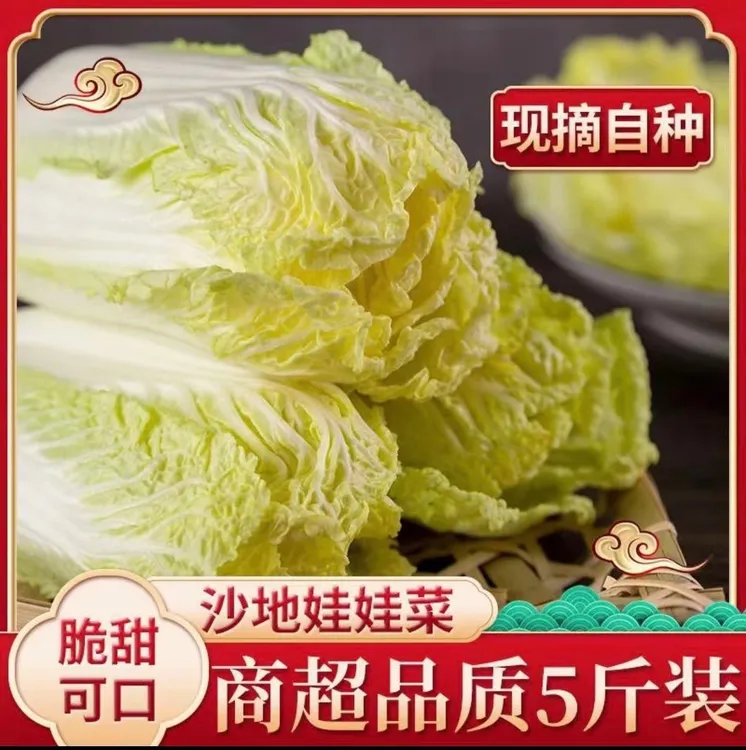 甘肃祁连山现摘现发露天精品黄心娃娃菜新鲜时令蔬菜软糯香甜