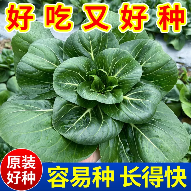 黑叶苏州青种子上海青种籽蔬菜种子油菜简单青菜耐热