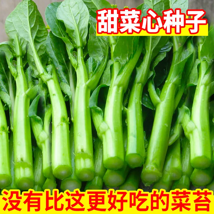 【奶油菜心种子】广东菜心甜菜心种子农家蔬菜菜籽四季终止