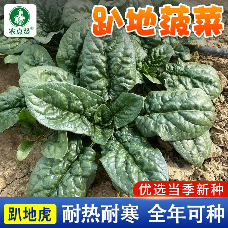 趴地菠菜种子老品种塌地菠春秋冬季耐寒耐热菜种红根菠菜易种蔬菜