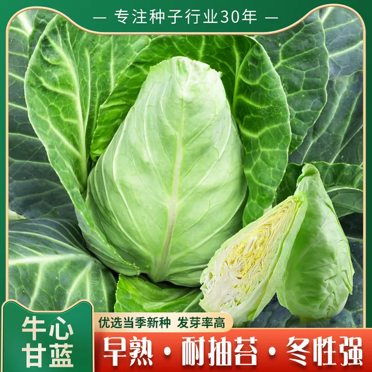 秋季牛心包菜菜种籽牛心甘蓝包菜种子卷心菜包菜菜种孑包心大白菜