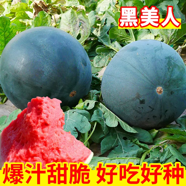 黑皮无籽西瓜种子超甜高产薄皮红心特大西瓜种籽蔬菜水果种孑四季