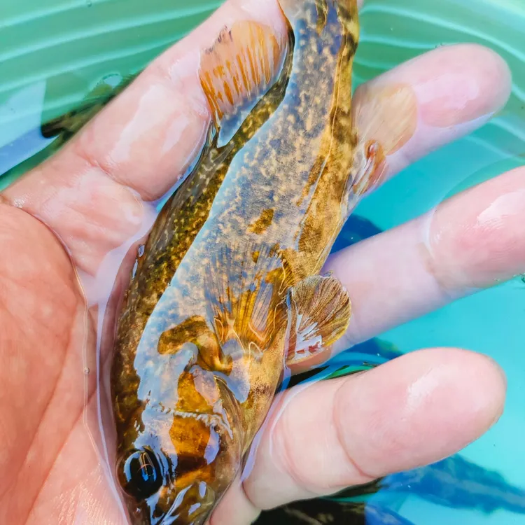 原生鱼新鲜暗鳜鱼河鳜暗鳜斑鳜鱼观赏鱼小干鱼干货鲜活鳜鱼铜钱