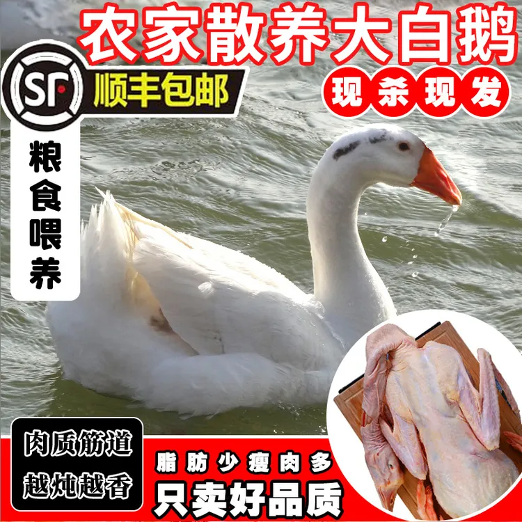 鹅整只大鹅新鲜鹅肉大白鹅超大散养大鹅土鹅仔鹅瘦肉多农家干净