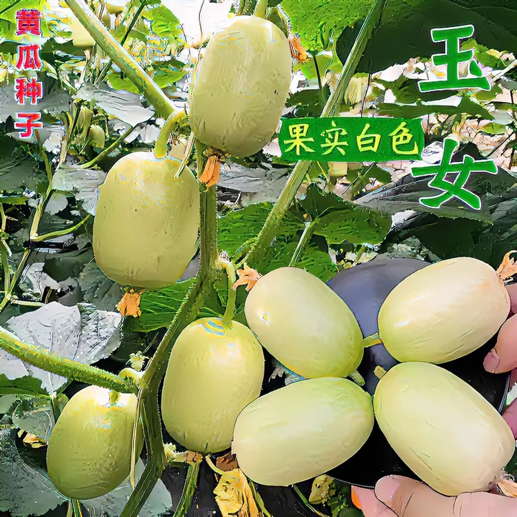 【迷你玉女瓜种子】水果瓜苗玉女小瓜种子阳台盆栽庭院种植