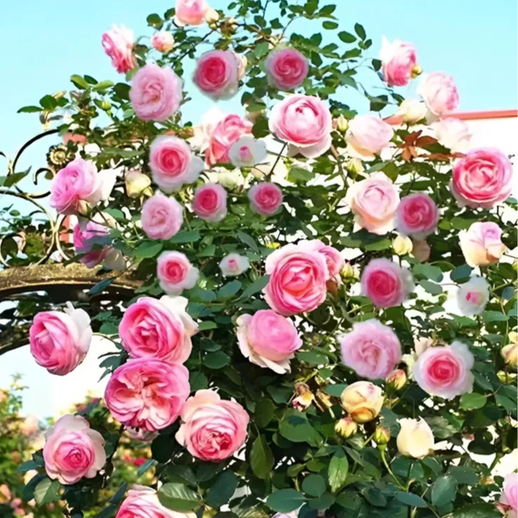 混色爬藤蔷薇花种子庭院花海四季开花好养易活阳台盆栽花卉种子