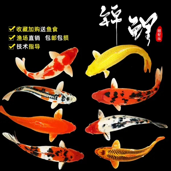 五彩锦鲤混搭精选锦鲤鱼苗观赏鱼好养耐活冷水活体金鱼