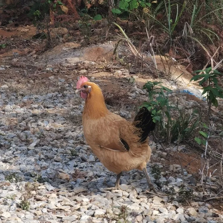 山林散养乌鸡（母鸡装）