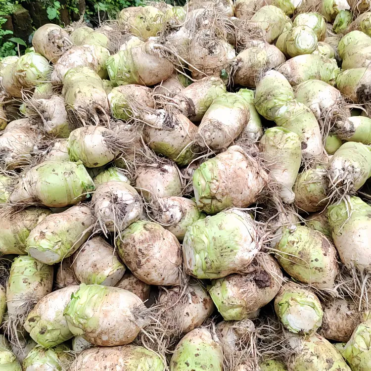 【四川新鲜大头菜】凉拌口味芥菜腌制农家蔬菜大小现摘发货3/5/9斤