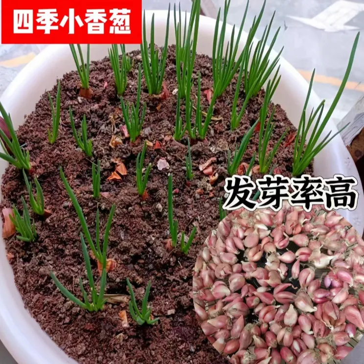 【可种植】四川本地香葱头新鲜四季小香葱种子盆栽火葱阳台葱头种子