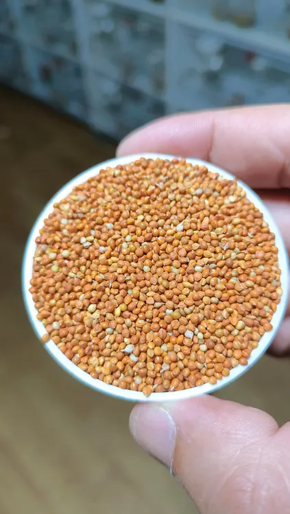 精选红谷子，大颗粒红谷，自然上色谷物，适合玉鸟，鹦鹉百灵雪鸽文鸟