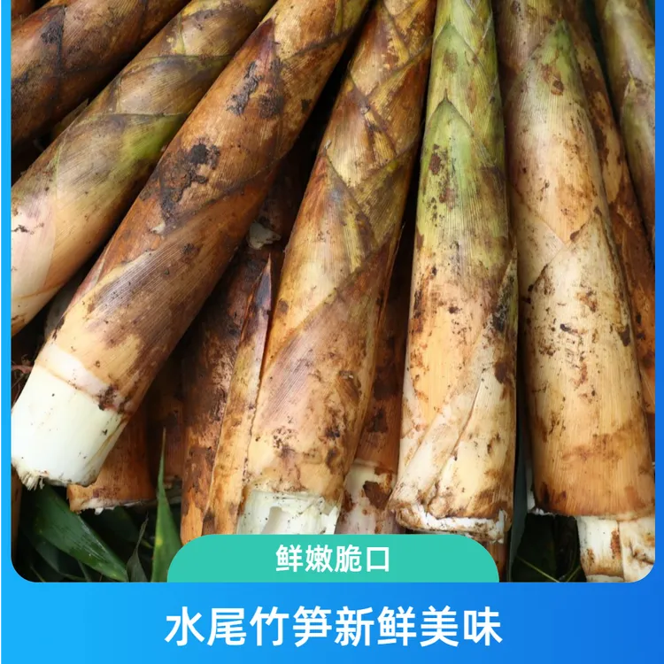 四川水尾高山野生带壳新鲜大竹笋（现搬现发）