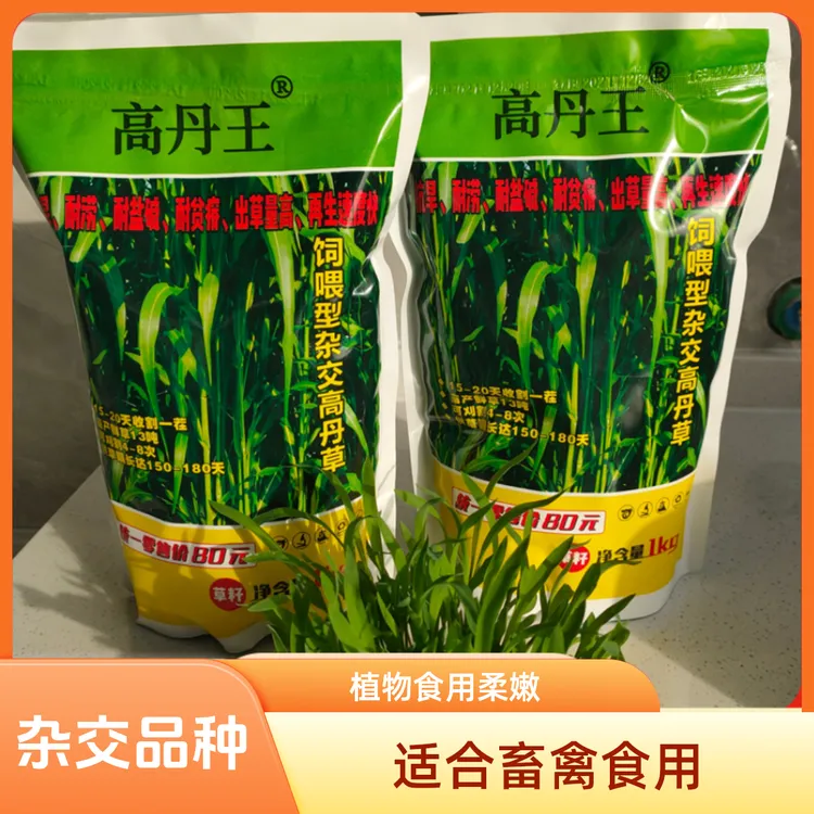 优质高丹王草种子高产牛羊鹅鱼