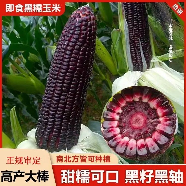 黑甜糯玉米种子（厂家直销），可大面积种，阳台盆栽四季蔬菜玉米种子商品图
