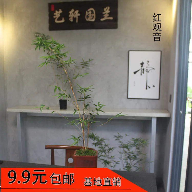 日本红竹红寒竹花叶寒竹绿植物高档竹子书房室内茶室盆栽四季常青