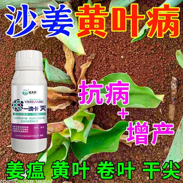 沙姜根腐病姜瘟病菌剂沙姜烂脖子病茎基腐病根腐枯萎黄叶专用